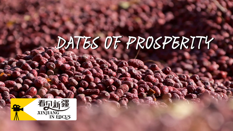 Sweet_Success__How_Ruoqiang_Dates_Boost_Xinjiang_s_Prosperity_poster - News for amigos, by amigos Sweet_Success__How_Ruoqiang_Dates_Boost_Xinjiang_s_Prosperity video poster