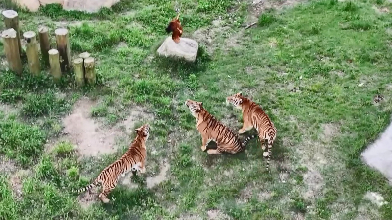 Tiger Kindergarten: Cubs Master Survival Skills in Fujian Tiger_Kindergarten__Cubs_Master_Survival_Skills_in_Fujian video poster