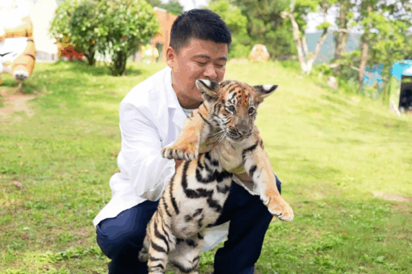 Tiger Talk Decoded: What Their Roars Really Mean Tiger_Talk_Decoded__What_Their_Roars_Really_Mean video poster