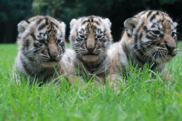 Uniting for Tigers: Global Conservation Effort Uniting_for_Tigers__Global_Conservation_Effort