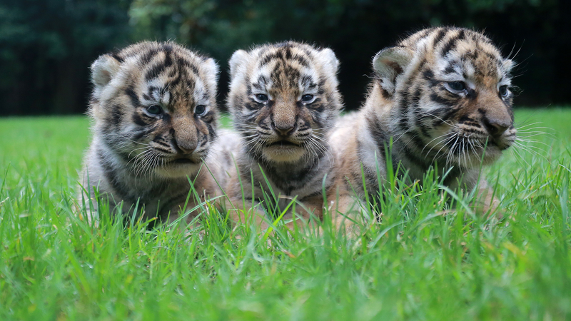 Uniting_for_Tigers__Global_Conservation_Effort - News for amigos, by amigos Uniting_for_Tigers__Global_Conservation_Effort