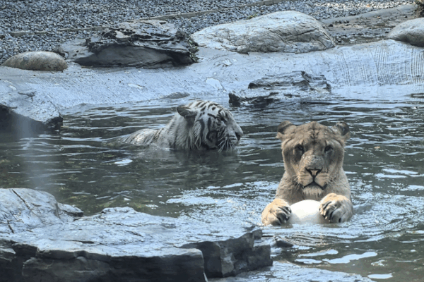 Unlikely Animal Pals: Lion & Tiger Bond Over Playtime! Unlikely_Animal_Pals__Lion___Tiger_Bond_Over_Playtime_