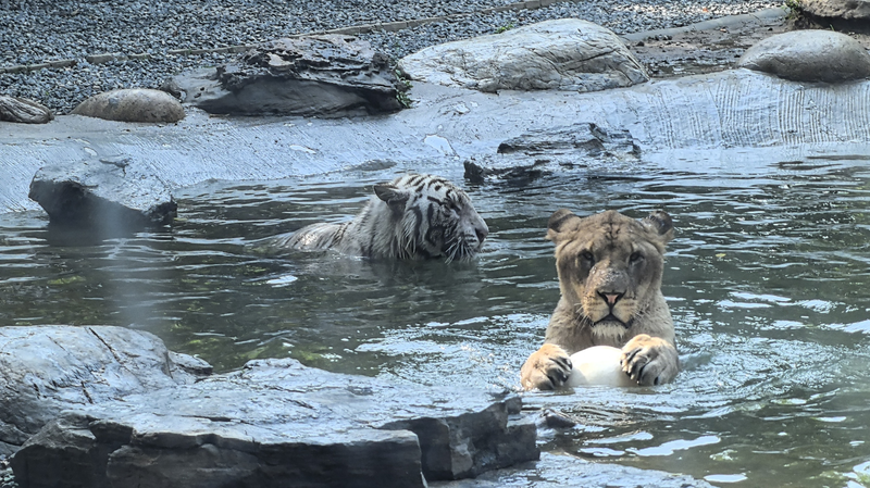 Unlikely_Animal_Pals__Lion___Tiger_Bond_Over_Playtime_