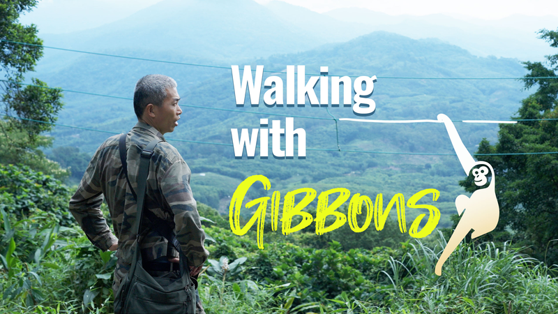 Walking_With_Gibbons__A_Remarkable_Wildlife_Comeback_poster - News for amigos, by amigos Walking_With_Gibbons__A_Remarkable_Wildlife_Comeback video poster