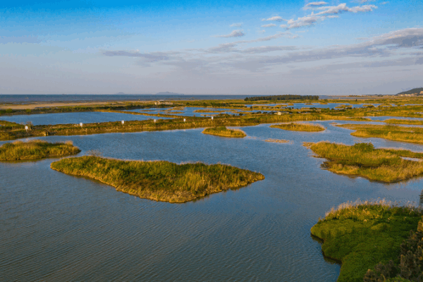 Wetland Monitoring Transforms Migratory Stopover in Fujian Wetland_Monitoring_Transforms_Migratory_Stopover_in_Fujian