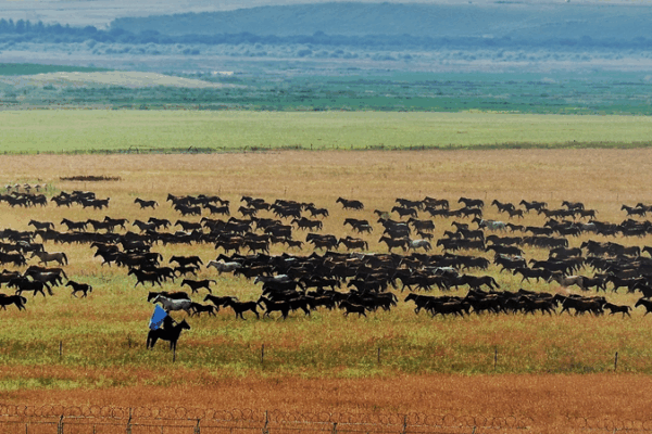Wild Gallop: Xinjiang’s Spectacular Horse Parade Wild_Gallop__Xinjiang_s_Spectacular_Horse_Parade video poster
