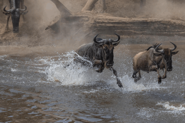 Wildlife on the Move: CGTN Live Captures Mara’s Big Crossing Wildlife_on_the_Move__CGTN_Live_Captures_Mara_s_Big_Crossing video poster