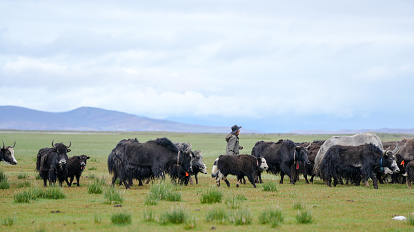 Xizang’s Specialty Industries Boost Plateau Economy Xizang_s_Specialty_Industries_Boost_Plateau_Economy