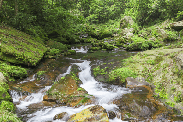 Explore Qianjiangyuan National Park: Zhejiang’s Forest Paradise Explore Qianjiangyuan National Park: Zhejiang’s Forest Paradise video poster