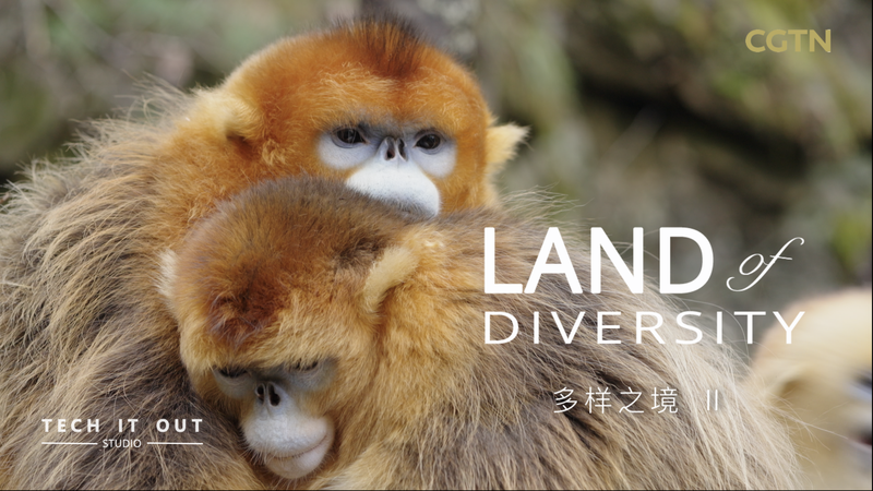 Who’s the Boss? Golden Snub-Nosed Monkey Families Revealed Who’s the Boss? Golden Snub-Nosed Monkey Families Revealed video poster