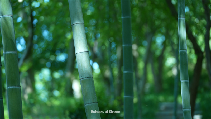 Anji’s Bamboo Soundscape: Nature’s Pure Melody Anji_s_Bamboo_Soundscape__Nature_s_Pure_Melody video poster