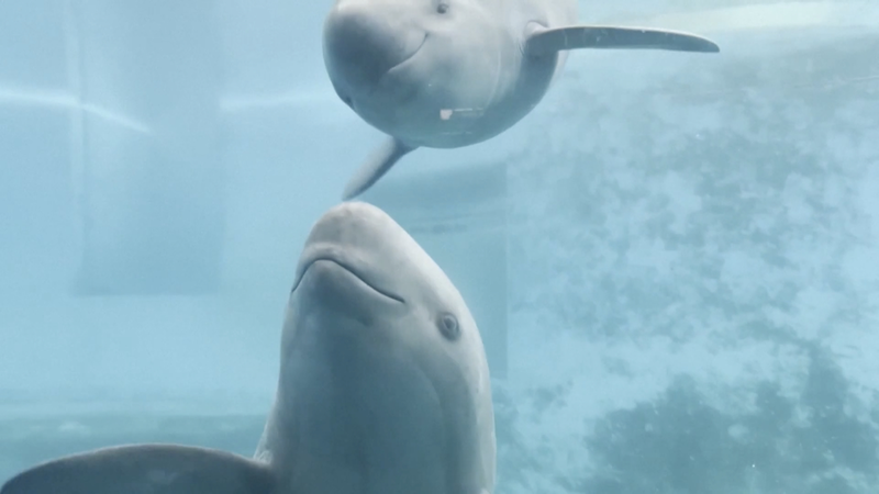 Artificial Breeding Boosts Endangered Porpoise Population Artificial_Breeding_Boosts_Endangered_Porpoise_Population video poster