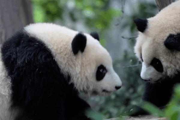Athletes Flock to Giant Pandas at Chengdu World Games Athletes_Flock_to_Giant_Pandas_at_Chengdu_World_Games video poster