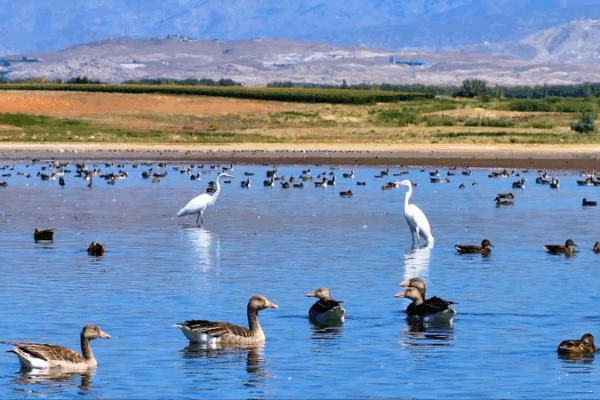 Autumn Migration: Birds Flock to Xinjiang’s Aweitan Reservoir Autumn_Migration__Birds_Flock_to_Xinjiang_s_Aweitan_Reservoir video poster