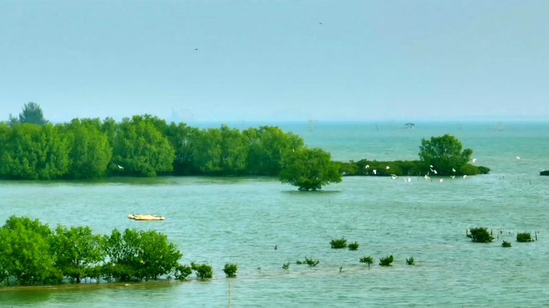 Tidal Guardians: The Symphony of Life in Zhanjiang’s Mangrove Forests Tidal Guardians: The Symphony of Life in Zhanjiang’s Mangrove Forests