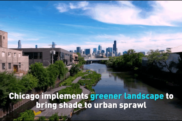 Chicago Goes Green: Shading the Concrete Jungle Chicago_Goes_Green__Shading_the_Concrete_Jungle video poster