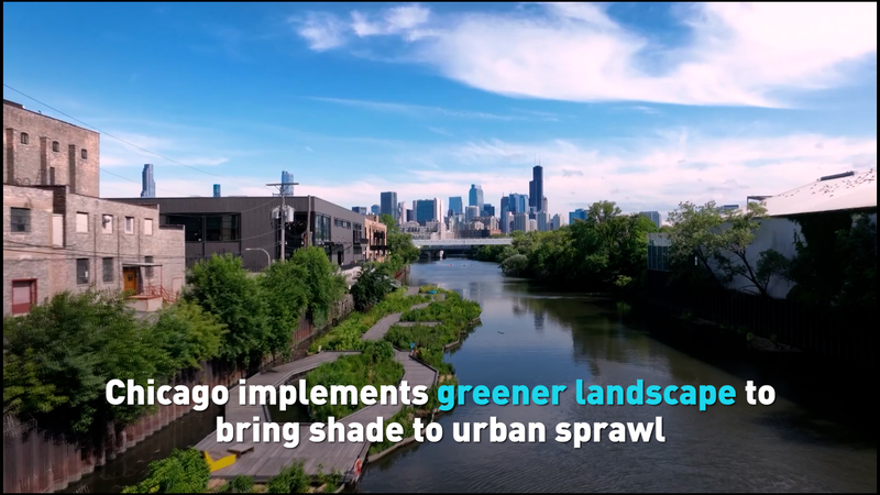 Chicago_Goes_Green__Shading_the_Concrete_Jungle_poster - News for amigos, by amigos Chicago_Goes_Green__Shading_the_Concrete_Jungle video poster