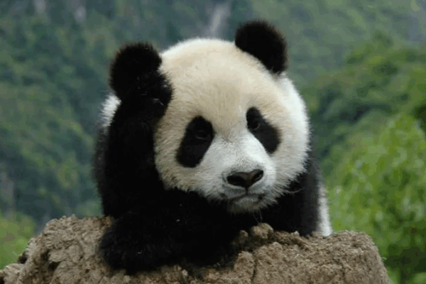 Chinese Mainland Completes Property Rights Registration for 5 National Parks Chinese_Mainland_Completes_Property_Rights_Registration_for_5_National_Parks