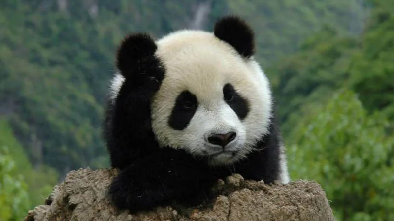 Chinese_Mainland_Completes_Property_Rights_Registration_for_5_National_Parks