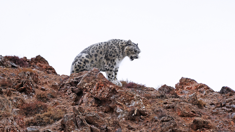 Chinese mainland’s expanding national parks fuel panda comeback Chinese_mainland_s_expanding_national_parks_fuel_panda_comeback