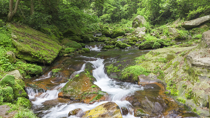 Discover_Qianjiangyuan_National_Park__Nature_s_Oxygen_Bar video poster