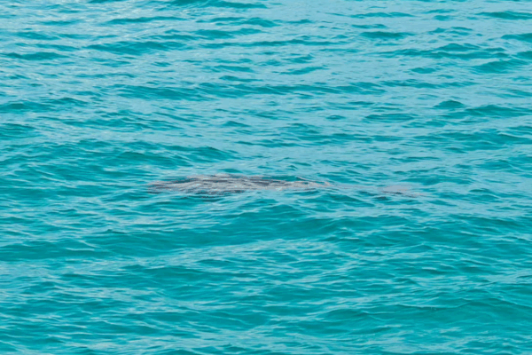 Dugongs Return to Yongshu Reef Waters After Conservation Efforts Dugongs_Return_to_Yongshu_Reef_Waters_After_Conservation_Efforts