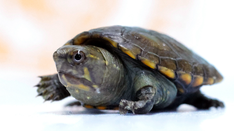 World’s Smallest Freshwater Turtle Hatches at Guadalajara Zoo!