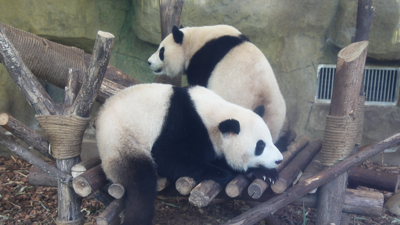 Explore Chengdu Panda Base: A Panda Paradise Explore_Chengdu_Panda_Base__A_Panda_Paradise