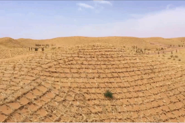 From Desert to Green: Straw Checkerboards Lead Global Ecological Governance From_Desert_to_Green__Straw_Checkerboards_Lead_Global_Ecological_Governance