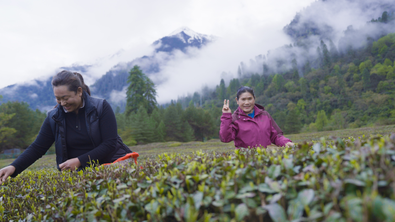 From Leaf to Butter Tea: Cao Aiping’s Alpine Tea Journey From_Leaf_to_Butter_Tea__Cao_Aiping_s_Alpine_Tea_Journey video poster