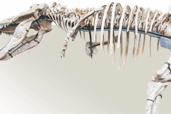 Giant Tyrannosaur Fossil in Zhucheng Rivals ‘Sue’ T. rex Giant_Tyrannosaur_Fossil_in_Zhucheng_Rivals__Sue__T__rex