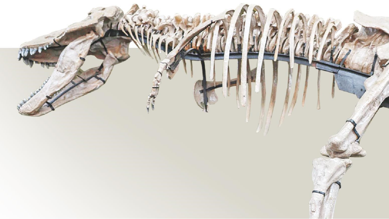 Giant_Tyrannosaur_Fossil_in_Zhucheng_Rivals__Sue__T__rex - News for amigos, by amigos Giant_Tyrannosaur_Fossil_in_Zhucheng_Rivals__Sue__T__rex
