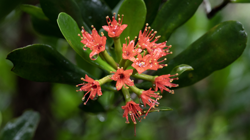Hainan’s Mangrove Restoration: A Win for Ecology and Economy Hainan_s_Mangrove_Restoration__A_Win_for_Ecology_and_Economy