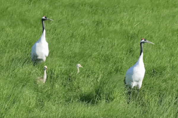 Heilongjiang Reserve Hosts Over 250 Bird Species Heilongjiang_Reserve_Hosts_Over_250_Bird_Species video poster