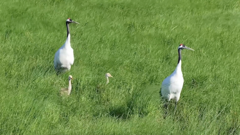 Heilongjiang_Reserve_Hosts_Over_250_Bird_Species video poster