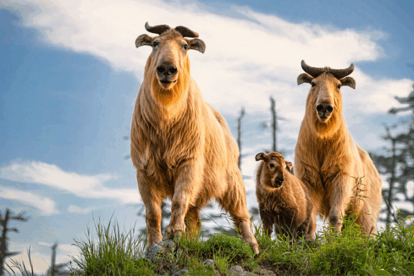 How China’s ‘Two Mountains’ Concept Sparks Biodiversity Revival How_China_s__Two_Mountains__Concept_Sparks_Biodiversity_Revival