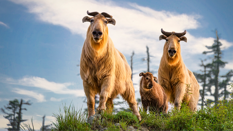 How_China_s__Two_Mountains__Concept_Sparks_Biodiversity_Revival - News for amigos, by amigos How_China_s__Two_Mountains__Concept_Sparks_Biodiversity_Revival