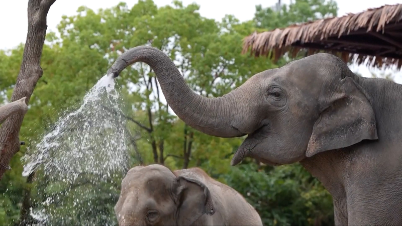 How Shanghai Zoos Keep Animals Chilled During the Heatwave How_Shanghai_Zoos_Keep_Animals_Chilled_During_the_Heatwave video poster