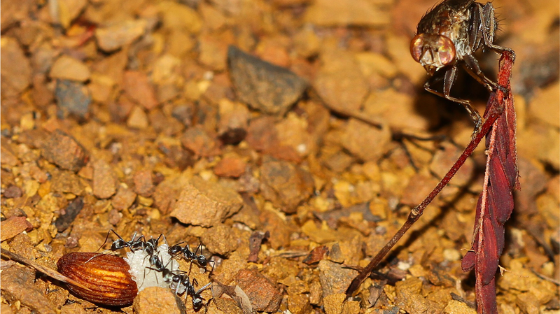 How a Kleptoparasitic Fly Is Rewriting Seed Science How_a_Kleptoparasitic_Fly_Is_Rewriting_Seed_Science