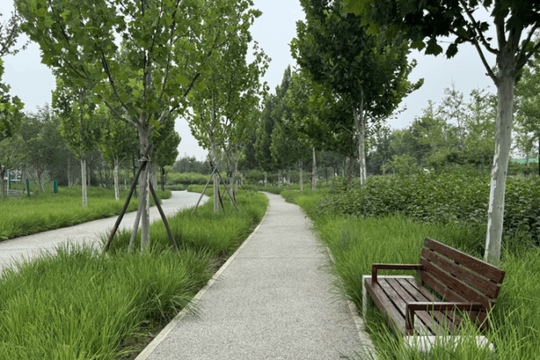 Beijing’s Central Green Forest Park: From Wasteland to Green Wonder Beijing’s Central Green Forest Park: From Wasteland to Green Wonder video poster