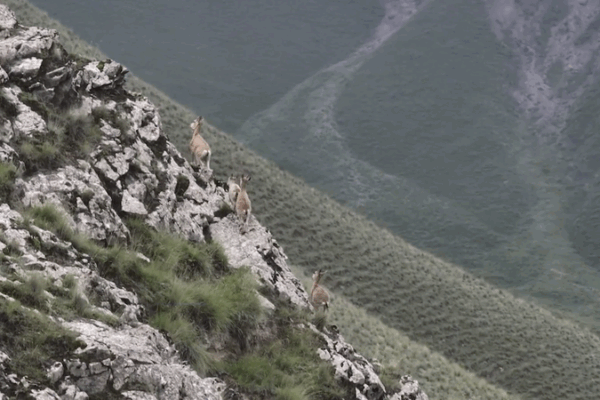 Ibex Goats Conquer Sheer Cliffs in Xinjiang’s Kunlun Mountains Ibex_Goats_Conquer_Sheer_Cliffs_in_Xinjiang_s_Kunlun_Mountains video poster