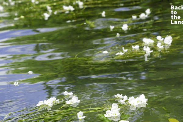 Lugu Lake’s Water Blossoms: Nature’s Delicate Gift Lugu Lake’s Water Blossoms: Nature’s Delicate Gift
