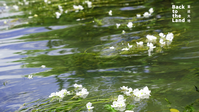 Lugu Lake’s Water Blossoms: Nature’s Delicate Gift