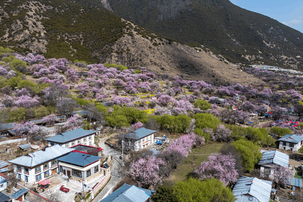 How Xizang’s Peach Blossom Village Blossomed into Prosperity How Xizang’s Peach Blossom Village Blossomed into Prosperity