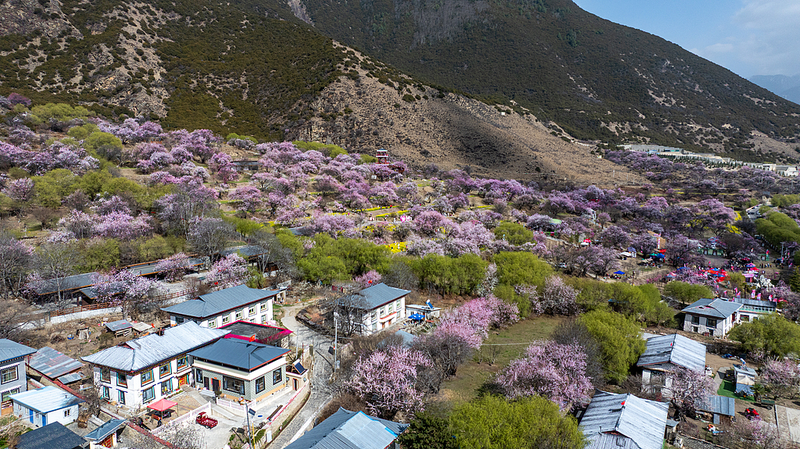 K3PVGY1SH4EWS973U6VY - News for amigos, by amigos How Xizang’s Peach Blossom Village Blossomed into Prosperity