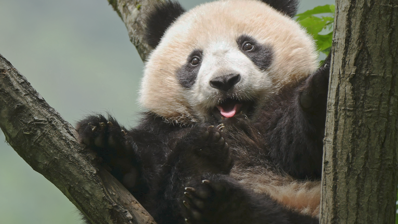 Chengdu’s 3rd National Park Forum: Tech, Wildlife & Carbon-Neutral Goals 🌍🐼 Chengdu's 3rd National Park Forum: Tech, Wildlife & Carbon-Neutral Goals 🌍🐼