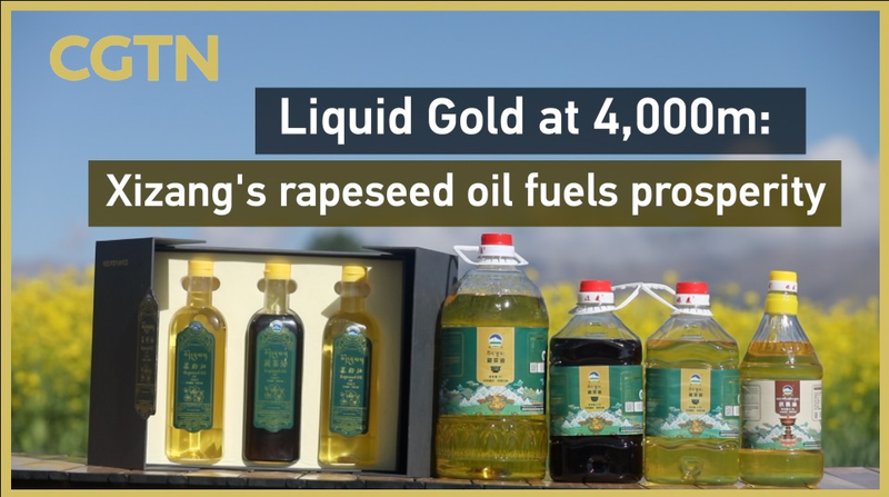 Liquid Gold at 4,000m: Xizang’s Rapeseed Oil Empowers Highland Communities Liquid_Gold_at_4_000m__Xizang_s_Rapeseed_Oil_Empowers_Highland_Communities video poster