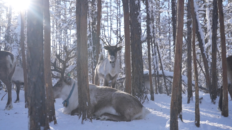 Meet the Reindeer: Spirits in the Frozen Forest of the Chinese Mainland’s North Meet_the_Reindeer__Spirits_in_the_Frozen_Forest_of_the_Chinese_Mainland_s_North