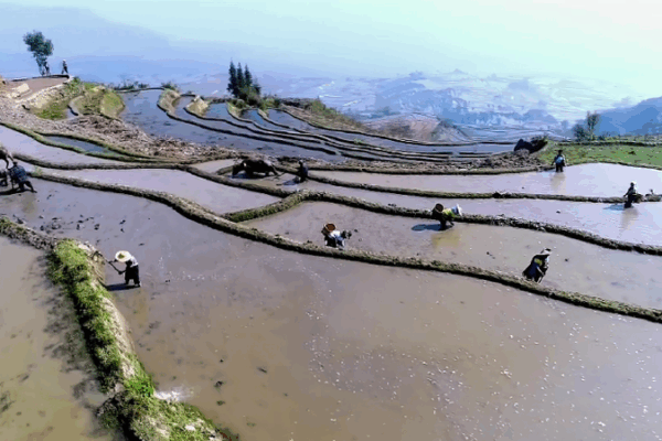 Millennial Terraces Reborn: Hani People’s Path to Prosperity Millennial_Terraces_Reborn__Hani_People_s_Path_to_Prosperity