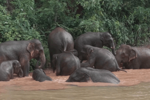 High-Tech Guardians Help Yunnan’s Wild Elephants Thrive 🐘 High-Tech Guardians Help Yunnan’s Wild Elephants Thrive 🐘 video poster
